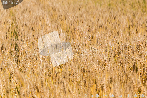 Image of A wheat field, fresh crop of wheat