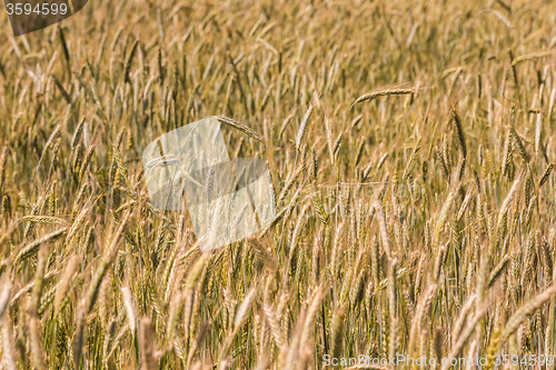 Image of A wheat field, fresh crop of wheat