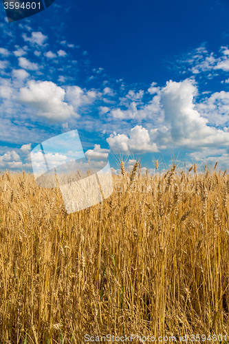 Image of A wheat field, fresh crop of wheat