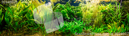 Image of Ttropical freshwater aquarium with fishes