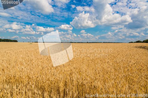 Image of A wheat field, fresh crop of wheat