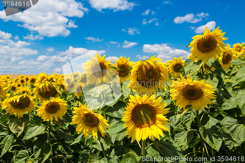 Image of sun flowers field in Ukraine sunflowers