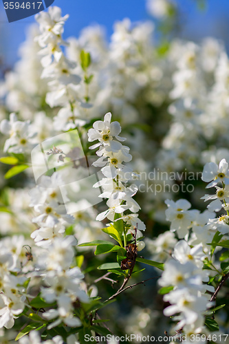 Image of White  flowers of the cherry blossoms