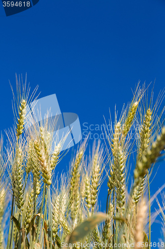 Image of A wheat field, fresh crop of wheat