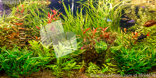 Image of Ttropical freshwater aquarium with fishes