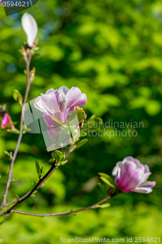 Image of Magnolia tree blossom in springtime