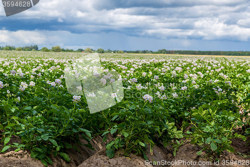 Image of potato flowers blooming