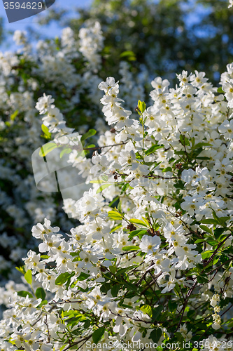 Image of White  flowers of the cherry blossoms