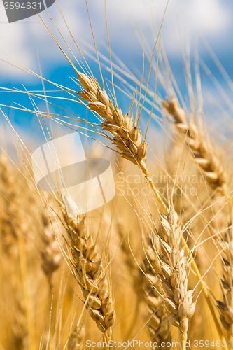 Image of A wheat field, fresh crop of wheat