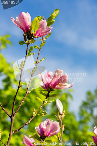 Image of Magnolia tree blossom in springtime