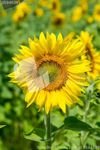 Image of sun flowers field in Ukraine sunflowers