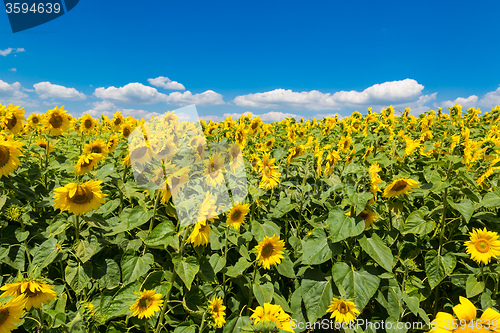 Image of sun flowers field in Ukraine sunflowers