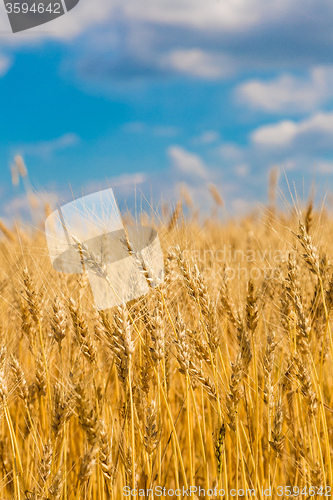 Image of A wheat field, fresh crop of wheat