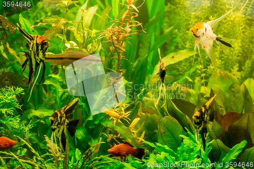 Image of Ttropical freshwater aquarium with fishes