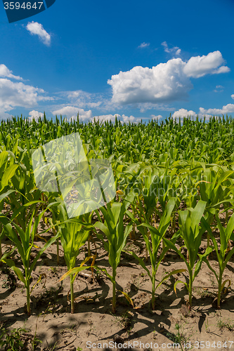 Image of Green corn field