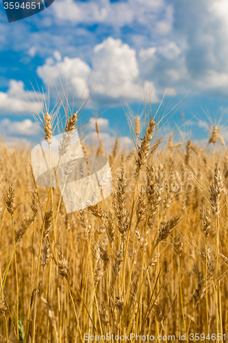 Image of A wheat field, fresh crop of wheat