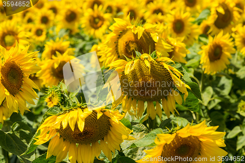 Image of sun flowers field in Ukraine sunflowers