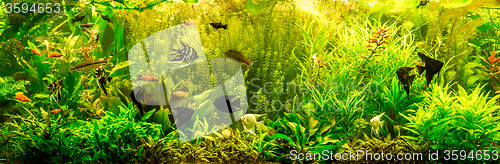 Image of Ttropical freshwater aquarium with fishes