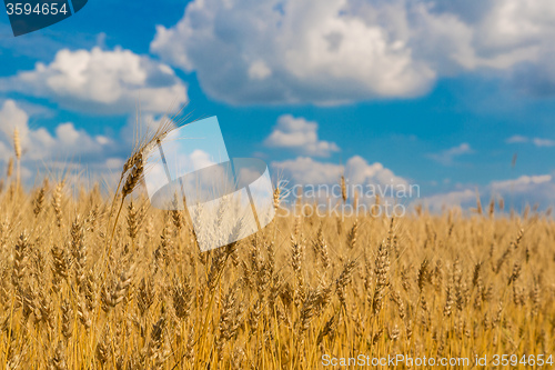 Image of A wheat field, fresh crop of wheat