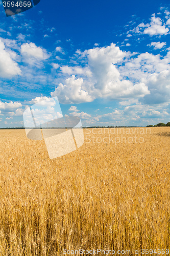 Image of A wheat field, fresh crop of wheat