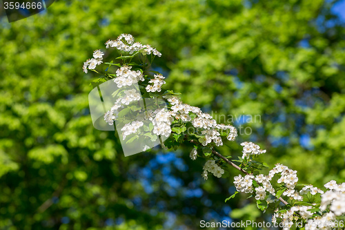 Image of White  flowers of the cherry blossoms