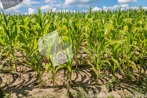 Image of Green corn field