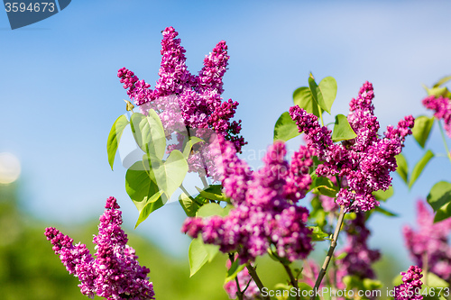 Image of purple lilac bush blooming in May day. City park