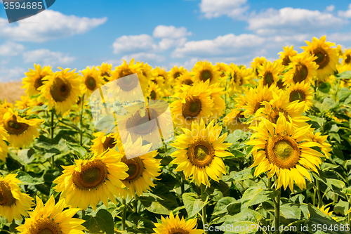 Image of sun flowers field in Ukraine sunflowers