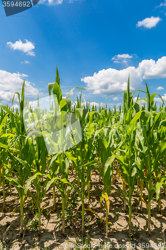 Image of Green corn field