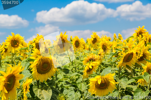 Image of sun flowers field in Ukraine sunflowers