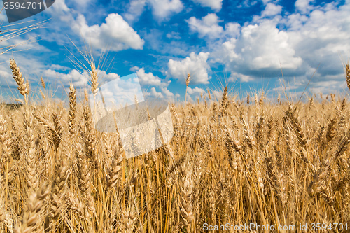 Image of A wheat field, fresh crop of wheat