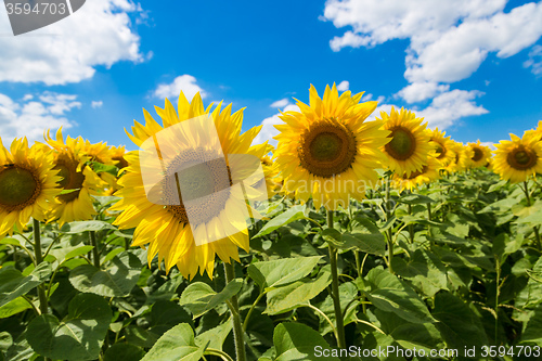 Image of sun flowers field in Ukraine sunflowers