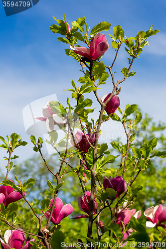 Image of Magnolia tree blossom in springtime