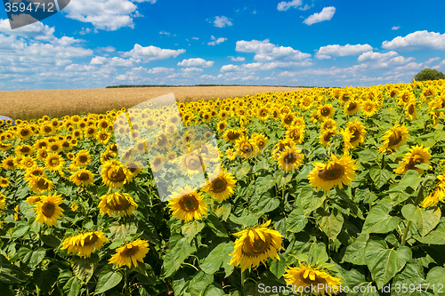 Image of sun flowers field in Ukraine sunflowers