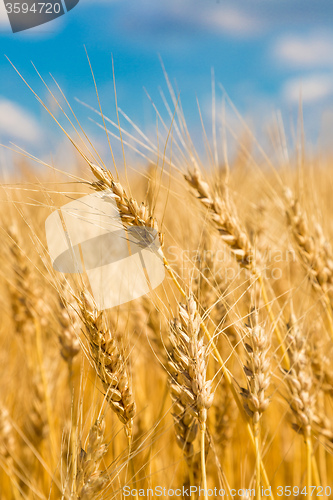 Image of A wheat field, fresh crop of wheat