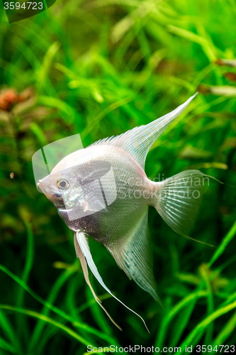Image of Tropical fish PTEROPHYLLUM SCALARE