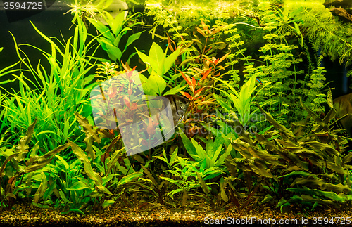 Image of Ttropical freshwater aquarium with fishes