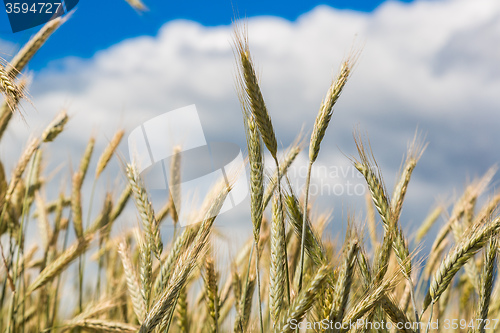 Image of A wheat field, fresh crop of wheat