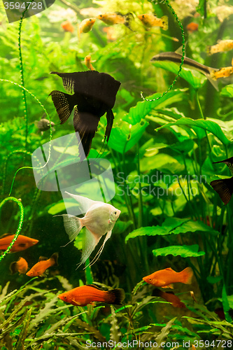 Image of Tropical fish PTEROPHYLLUM SCALARE