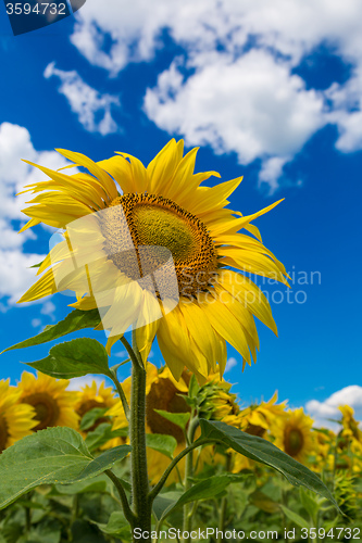 Image of sun flowers field in Ukraine sunflowers