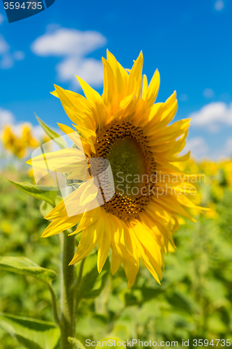 Image of sun flowers field in Ukraine sunflowers