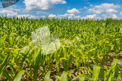Image of Green corn field
