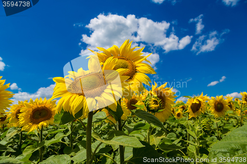 Image of sun flowers field in Ukraine sunflowers