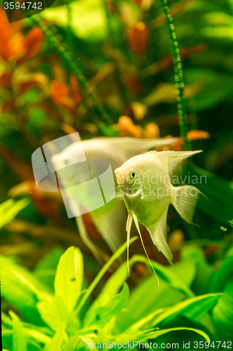 Image of Tropical fish PTEROPHYLLUM SCALARE