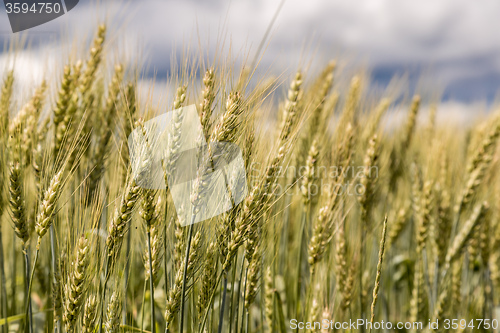 Image of A wheat field, fresh crop of wheat