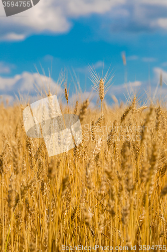 Image of A wheat field, fresh crop of wheat