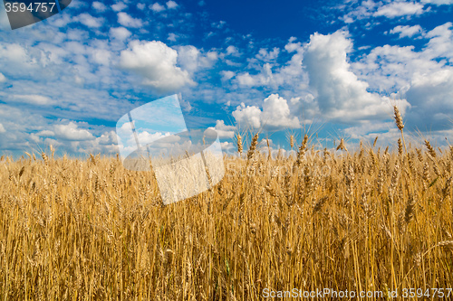 Image of A wheat field, fresh crop of wheat