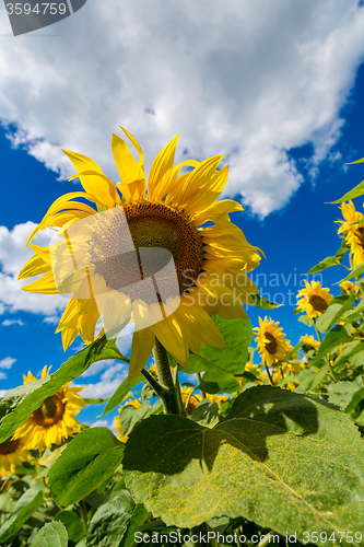 Image of sun flowers field in Ukraine sunflowers