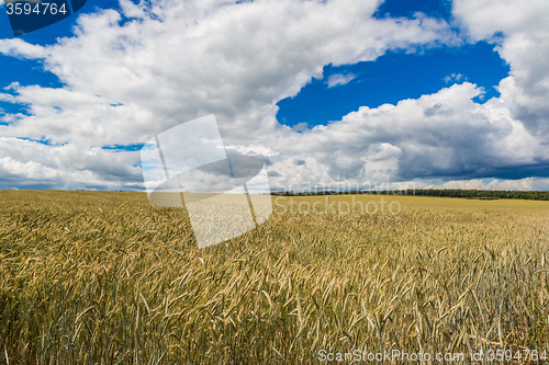 Image of A wheat field, fresh crop of wheat