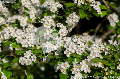 Image of White  flowers of the cherry blossoms